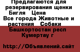 Предлагаются для резервирования щенки Бигля › Цена ­ 40 000 - Все города Животные и растения » Собаки   . Башкортостан респ.,Кумертау г.